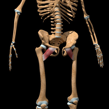 3d Illustration of the Pectineus Muscles on Skeleton