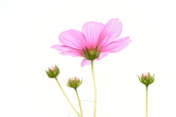 Pink cosmos on white background