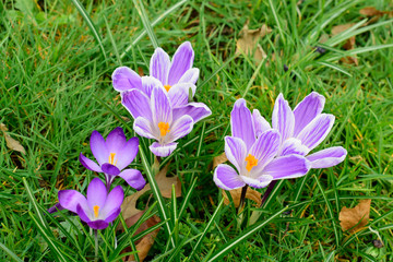 Beautiful of Crocus flowers with green leaves under sunlight in the garden on blurred natural background at spring or summer season. Nature concept.