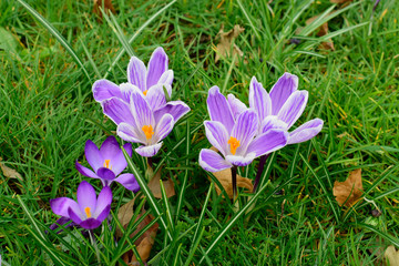 Beautiful of Crocus flowers with green leaves under sunlight in the garden on blurred natural background at spring or summer season. Nature concept.