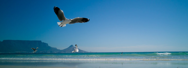 Cape Gulls (seagull) Flying over sea
