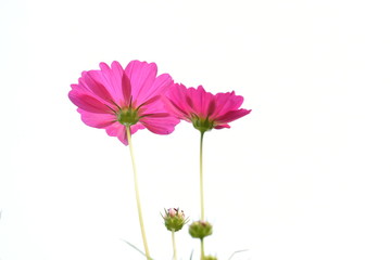 Pink cosmos on white background