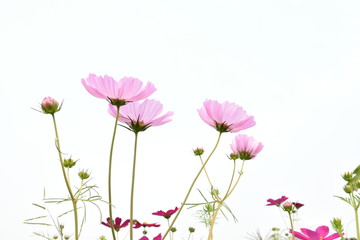 Pink cosmos on white background