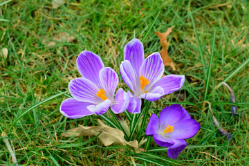 Beautiful of Crocus flowers with green leaves under sunlight in the garden on blurred natural background at spring or summer season. Nature concept.