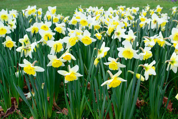 Yellow soft daffodil flower with green leaves in the park outdoor. Beautiful narcissus spring blossom under sunlight in the garden and natural background at spring or summer season. Nature concept.