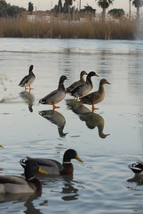  CANARDS SUR LE LAC GELER