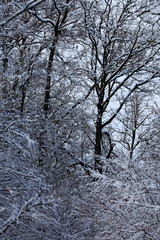 Closeup big flakes of snow on branch. Selective focus of Snowflake on tree during winter.Monochrome photography.