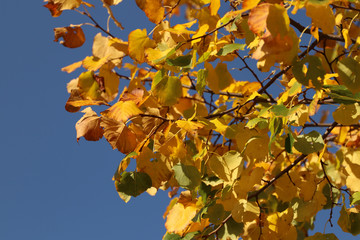 View of beautiful yellow leaves on a tree in autumn. There is a blue sky in the background. Hanging in the branches of the yellow leaves in autumn.