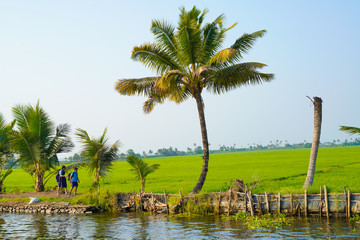 Obraz premium lake side coconut trees, an evening view in Kerala 
