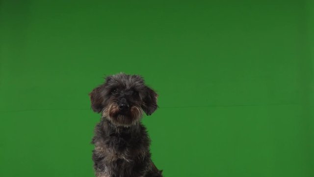 Dog terrier green screen