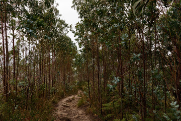 road in the deep forest