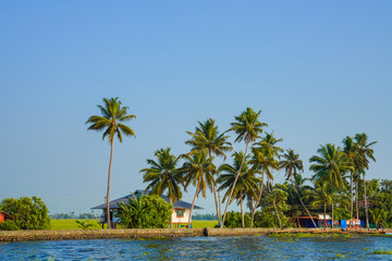 lake side coconut trees, an evening view in Kerala 