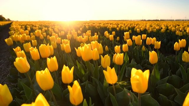 Yellow tulips growing in a field during springtime in Holland at the end of a beautiful spring day.