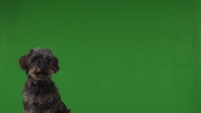 Dog terrier green screen