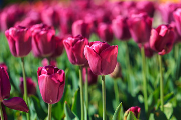 Closeup of pink tulips flowers with green leaves in the park outdoor.