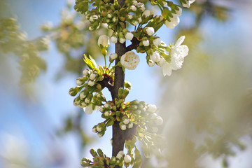Cherry branch with white flowers. Blossom sakura in garden. Nature backdrop. Spring flowers. Springtime.