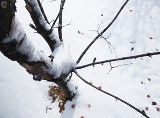 A snowy winter tree