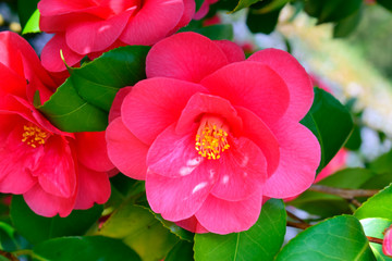 Soft focus of Camellia japonica 'Chandleri Elegans' flower with green leaves under sunlight and sun reflection in the garden on blurred natural background at spring or summer season. Nature concept.