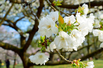 Beautiful of white flowers cherry blossom or sakura blooming with blue sky background in the garden at spring or summer season.