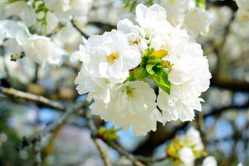 Beautiful of white flowers cherry blossom or sakura blooming with blue sky background in the garden at spring or summer season.