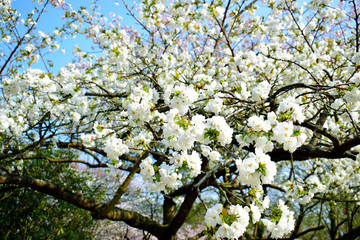 Beautiful of white flowers cherry blossom or sakura blooming with blue sky background in the garden at spring or summer season.