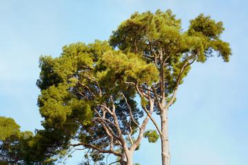 Stone pine, Pinus pinea. The pine tree is typical of the Mediterranean region.