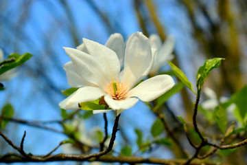 Obraz premium Magnolia flowers with green leaves in the park. Beautiful spring blossom under sunlight in the garden with blurred background at spring or summer season at Belgium country. Nature concept.
