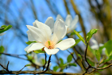 Magnolia flowers with green leaves in the park. Beautiful spring blossom under sunlight in the garden with blurred background at spring or summer season at Belgium country. Nature concept.