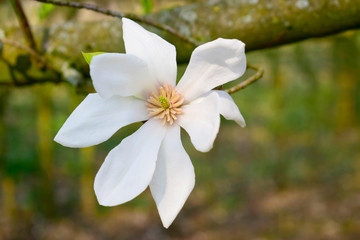 Magnolia flowers with green leaves in the park. Beautiful spring blossom under sunlight in the garden with blurred background at spring or summer season at Belgium country. Nature concept.