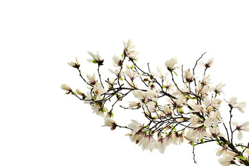 Magnolia flowers with green leaves in the park. Beautiful spring blossom under sunlight in the garden isolated on white background at spring or summer season. Nature concept.