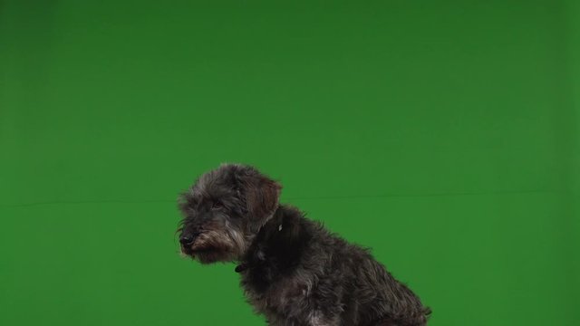 Dog terrier green screen