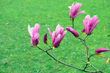 Obraz premium Magnolia flowers with green leaves in the park outdoor. Beautiful spring blossom under sunlight in the garden with green grass background at spring or summer season at Belgium country. Nature concept.