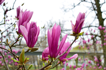 Magnolia flowers with green leaves in the park outdoor. Beautiful spring blossom under sunlight in the garden with green grass background at spring or summer season at Belgium country. Nature concept.