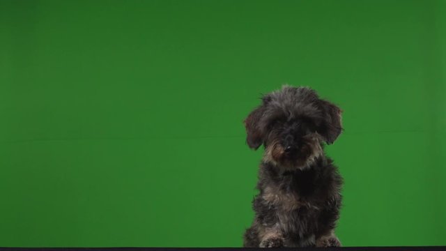 Dog terrier green screen