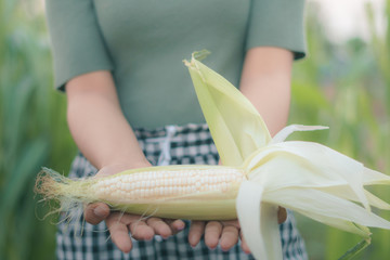 Obraz premium organic corn field at agriculture farm in the evening summer sunset.