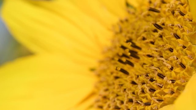 Bee foraging�on a sunflower rocking in the wind. Close up macro footage in slow motion.