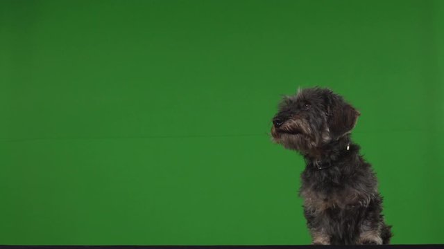 Dog terrier green screen