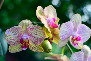 Beautiful of pink yellow orchid flower with blurred green background. Nature concept.