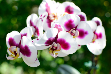 Fototapeta na wymiar Beautiful of white and pink purple orchid with blurred green natural background. Nature concept.
