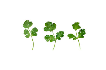 Naklejka premium Soft focus of green bio coriander leaves isolated on white background. Coriander leaf is for garnishing food and use as a cooking herb and are come from biology garden. Food and healthy care concept.