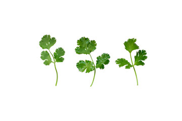 Soft focus of green bio coriander leaves isolated on white background. Coriander leaf is for garnishing food and use as a cooking herb and are come from biology garden. Food and healthy care concept.