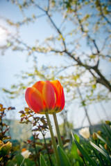 Obraz premium Gardening in the spring. Red tulips in the garden. Pink Tulips, Selective Focus. tulips in the garden on a sunny day