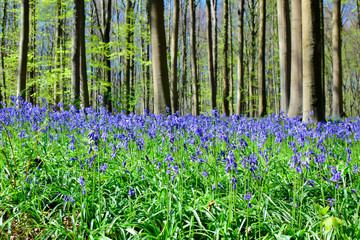 Beautiful of Bluebells flowers or the field of Hyacinthoides non-scripta in sunshine day at spring or summer season.