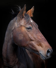 Bay Horse Headshot