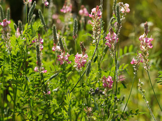 Onobrychis viciifolia - Sainfoin cultivé ou esparcette à feuilles de vesce