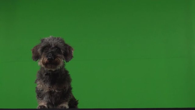 Dog terrier green screen