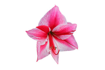 Beautiful pink spring flower or lily blossom isolated on white background.