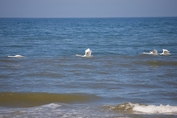 landscape of the Polish Baltic Sea with blue water and the key of white swan birds in flight