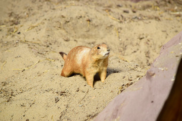 Small common dwarf mongoose sitting on the ground in public park at spring or summer season and Helogale parvula is a small African carnivore belonging to the mongoose family (Herpestidae).