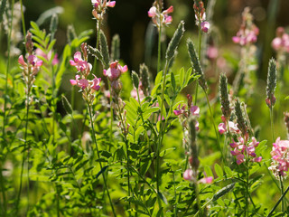 Onobrychis viciifolia - Le sainfoin cultivé, plante légumineuse aux petites fleurs rose pale, lavé de mauve, nervurées de pourpre sur épis dressés nectarifère et mellifère